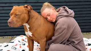 She Said She Was Fine Living Alone—Then Her 95lb XL Bully Nearly Died and Everything Changed
