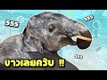 บัวบานอาบนำ้❗️ฟอกซะขาวเลย🥲elephant