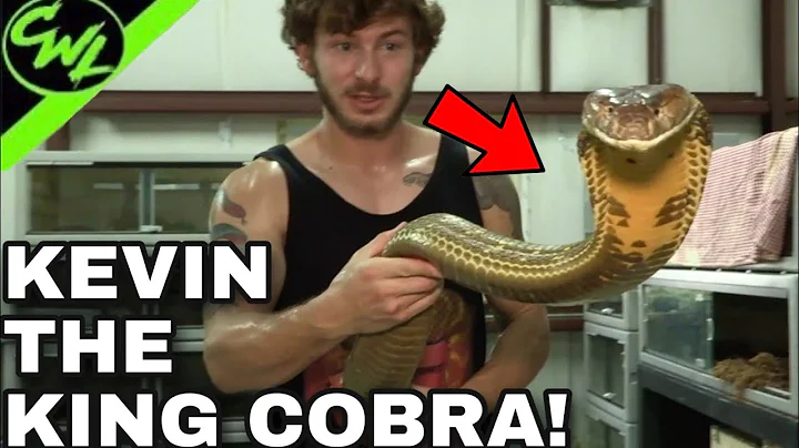 KEVIN THE KING COBRA RETURNS!!!