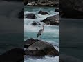 🌊 Hidden Coastal Paradise | Crystal Blue Ocean & Breathtaking Cliffs 🇺🇸