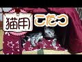 【アメ】猫に猫用こたつを買ってみた！暖かい癒しの空間【うなぎ生後6ヶ月】アメちゃんとうなぎちゃんの成長記録#32