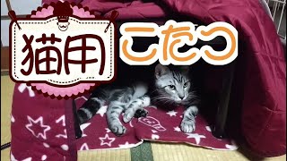 【アメ】猫に猫用こたつを買ってみた！暖かい癒しの空間【うなぎ生後6ヶ月】アメちゃんとうなぎちゃんの成長記録#32