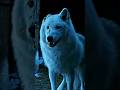 JON SNOW DIREWOLF GHOST