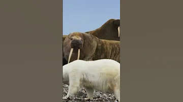 Как Белый медведь охотится на моржей это шок 😱😱😱