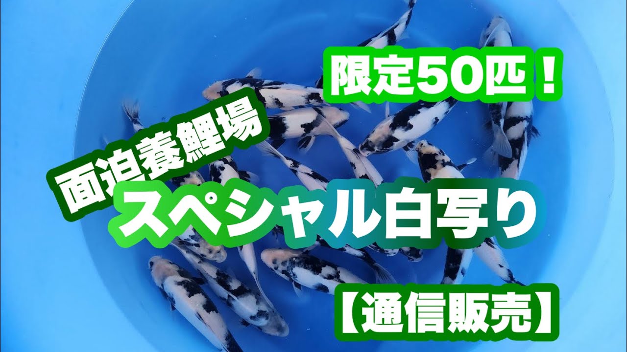 遼河鯉庵】面迫養鯉場の極上白写りがやっと入荷しました!! - YouTube 遼河鯉庵】面迫養鯉場の極上白写りがやっと入荷しました!! - YouTube