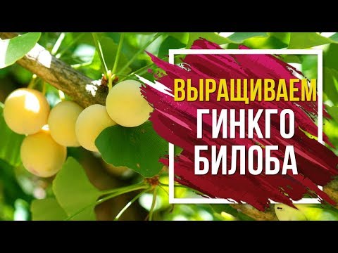 Гинкго Билоба 🌸 посадка, выращивание и уход