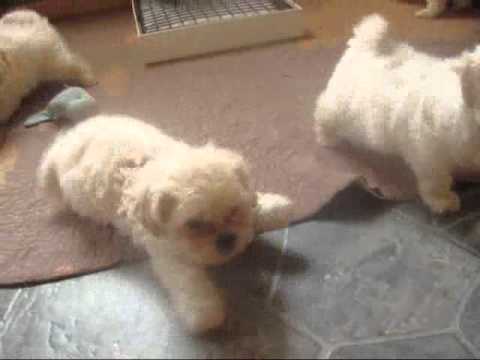 fuzzy wuzzy puppies