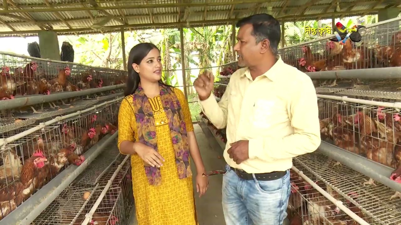 DEEPTO KRISHI || ১২ হাজার লেয়ার মুরগী পালন করছেন মাগুরার খামারি মাসুদ! || Deepto TV