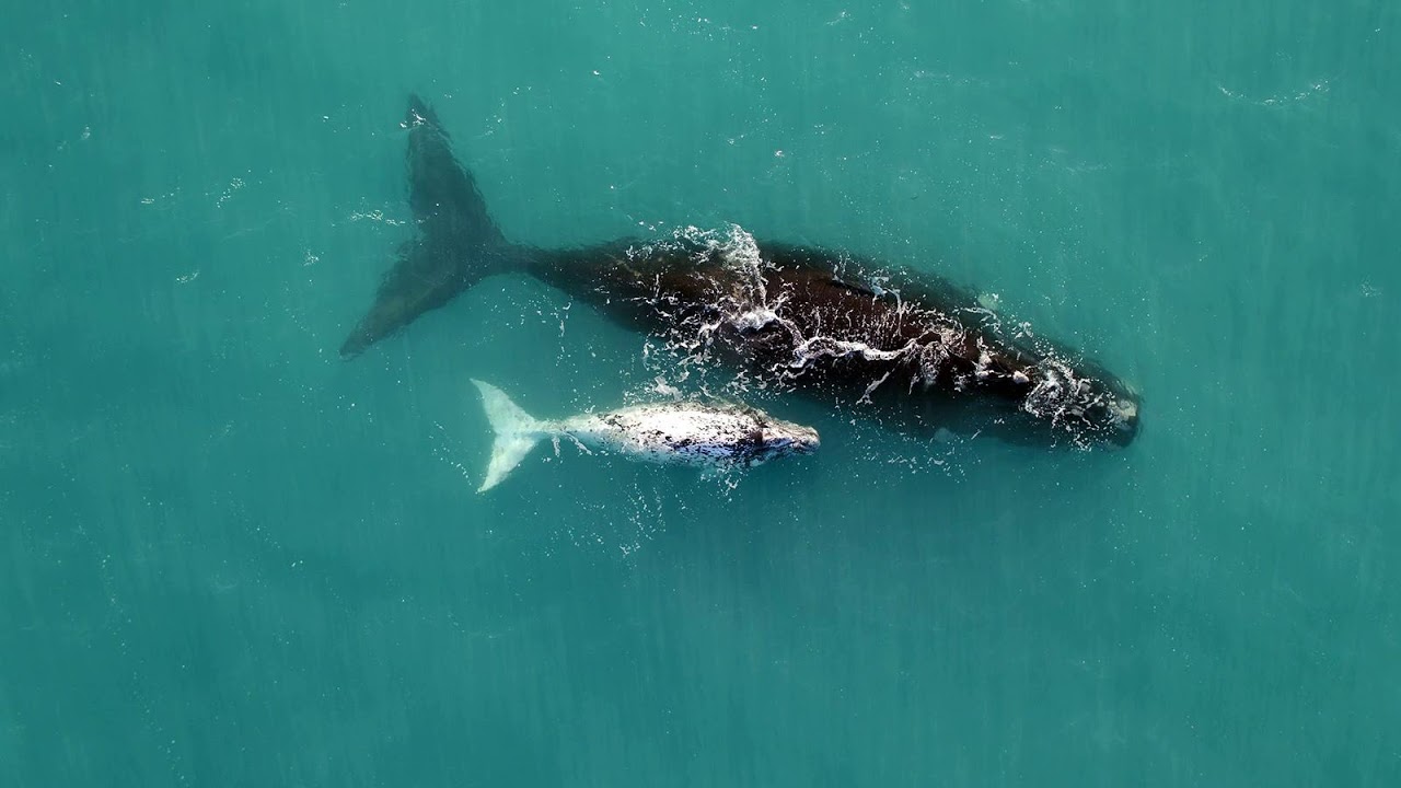 Best Practices For Drones & Marine Science: Alicia Amerson, AliMoSphere