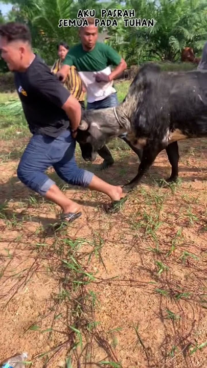 LEMBU KORBAN MENGGANAS #short #subscribe #lembu #raya #2023 #lawak