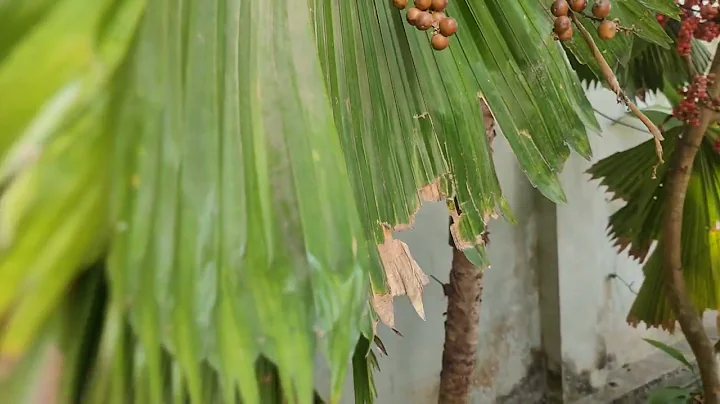 Tree Flower inflorescences and fruit -Licuala grandis - DayDayNews