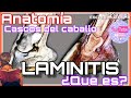 ANATOMÍA DE CASCOS DEL CABALLO + LAMINITIS