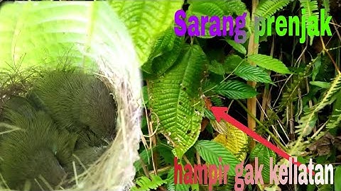 mudah sekali menemukan sarang prenjak di semak blukar,  1 menit langsung ketemu