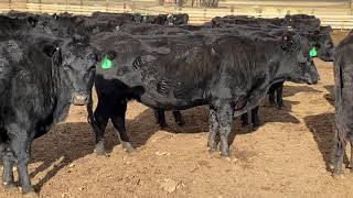Solid Mouth Cows Solid Mouth Cow
