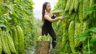 Harvesting melon and bitter melon, bringing it to the market to sell, living with nature. triệu lily