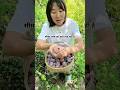 आखिर सीमा प्लम को क्यों तोड़ रही है।। #shorts #youtubeshorts #fruit #plum #farming #farm