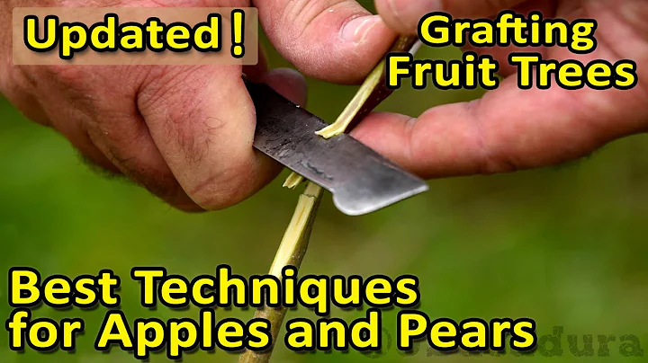 The BEST GRAFTING techniques for APPLES, PEARS and other fruit trees | Update
