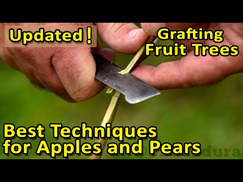 Vídeo: Asian Pear Tree Care: consells per cultivar peres asiàtiques al paisatge