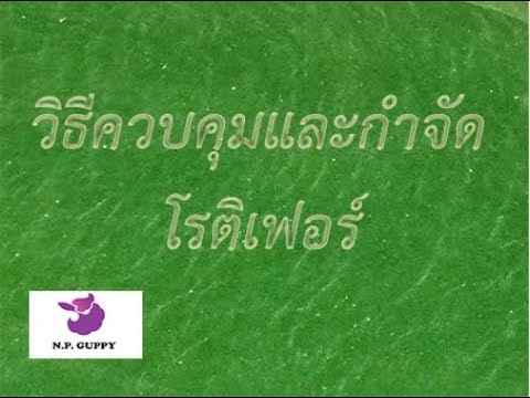 วีดีโอ: วิธีควบคุมและกำจัดฟอสเฟตในตู้ปลาของคุณ