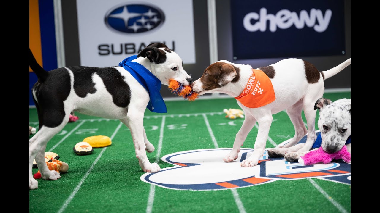 Puppy Bowl 2021 winner recap: Underdogs of Team Ruff were very ...