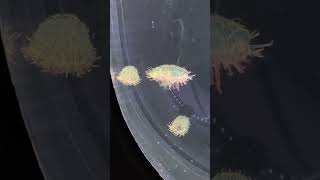 700 Jellyfish (Sendai Umino-Mori Aquarium) #explorejapan #aquarium  #aquariumhobby #jellyfish