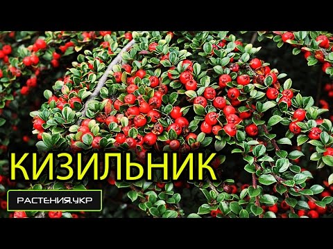 וִידֵאוֹ: Cotoneaster מבריק: תמונה, תיאור, שתילה וטיפול