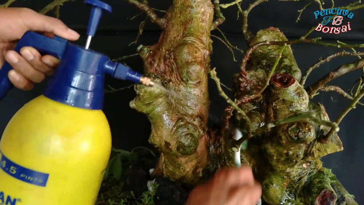  Cara  menghilangkan  jamur lumut pada daun  batang dan 