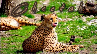 #Cheetah Cheetah Video | Cheetah The Power | Nat Geo Wild Big Cat | Cheetah Wildlife screenshot 3