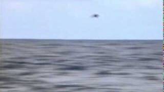 Providence Petrel Pterodroma Solandri