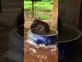Baby Elephant Splashes Around in a Water Tub - 996612