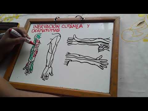 Vídeo: Diferencia Entre Dermatoma E Inervación Cutánea