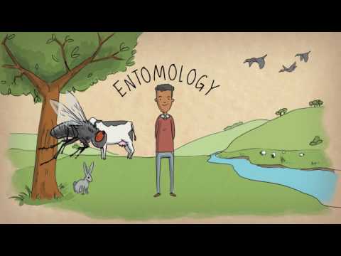 Video: What Is Entomology