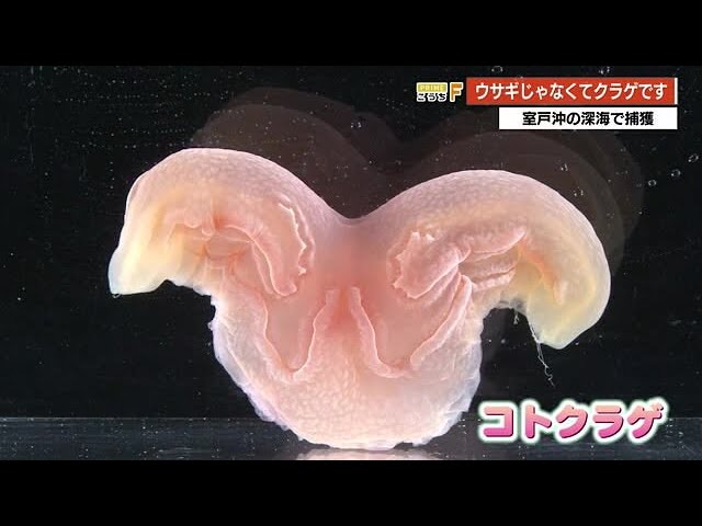 をををんくらげ えのすいクラゲカレンダー 2014 ＋αなコメント | えのすいトリーター