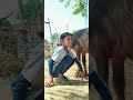 Black thar vs alto 🤣🤣 #funny #blackflagarmylive #comedy #carryminati