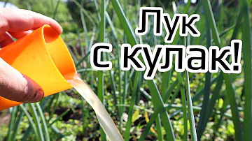 Нашла в советской газете этот рецепт подкормки лука! Огромные головки вырастают хранятся всю зиму