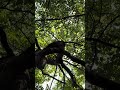 Canopy whispering