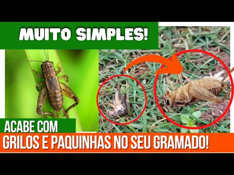 Vídeo: Insetos no gramado: aprenda sobre insetos e manejo comuns do gramado