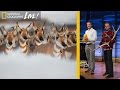 Photographing Animal Migrations, the Heartbeat of Yellowstone | Nat Geo Live