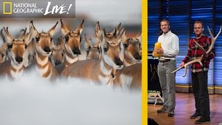 Photographing Animal Migrations, the Heartbeat of Yellowstone | Nat Geo Live