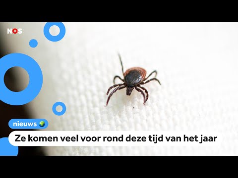 Video: Effect Van Knaagdierdichtheid Op Teken En Door Teken Overgedragen Ziekteverwekkers: Gevolgen Voor Het Risico Op Infectieziekten