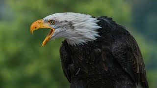 Eagle  Some Facts 101  Power
