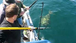 Harpooning Kelly's Halibut