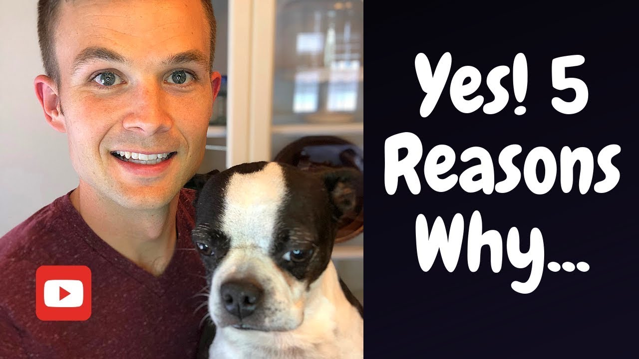 Are Boston Terriers Good Family Dogs