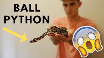 BOUGHT A BALL PYTHON!!!
