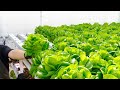 Farming Is Science Process Of Growing Fresh Vegetables Using Korean Scientific Methods 