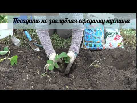 Посадка земляники