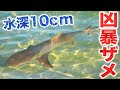 足元に泳いできた凶暴ザメを捕獲しました【屋那覇島遠征2020 #1】