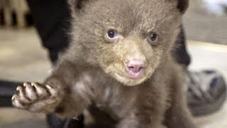 Hear baby bear make cutest noise