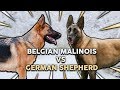 GERMAN SHEPHERD vs BELGIAN MALINOIS! What's The Best Family Guard Dog