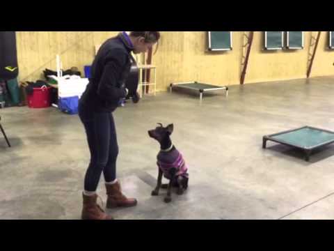 best protection dogs for first time owners 4 Month Doberman Super Dog